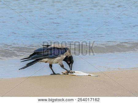 A Gray Crows On The Seashore Eat Dead Fish