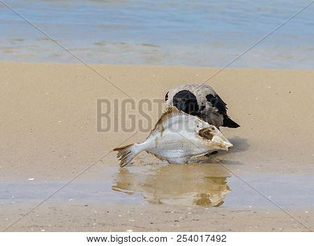 A Gray Crows On The Seashore Eat Dead Fish