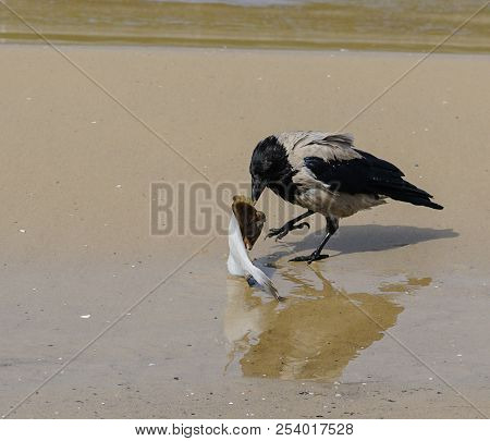 A Gray Crows On The Seashore Eat Dead Fish