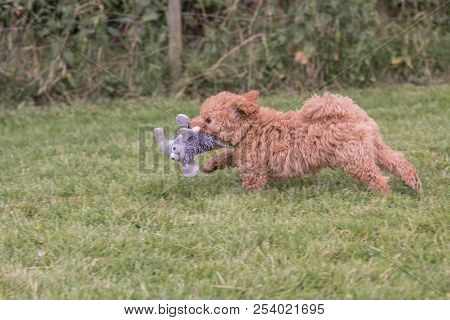 Poodle Brown Puppy Dog Living In Belgium