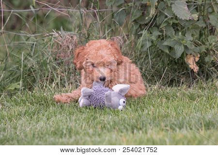 Poodle Brown Puppy Dog Living In Belgium