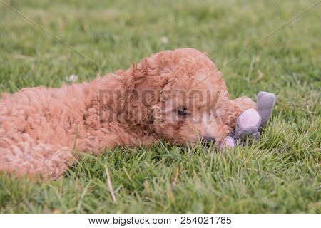 Poodle Brown Puppy Dog Living In Belgium
