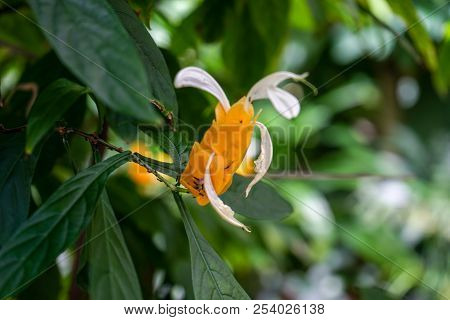 Orange Asian Pigeonwings, Clitoria Ternatea, , Commonly Known As Butterfly Pea, Cordofan Pea And Dar