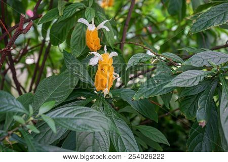 Orange Asian Pigeonwings, Clitoria Ternatea, , Commonly Known As Butterfly Pea, Cordofan Pea And Dar