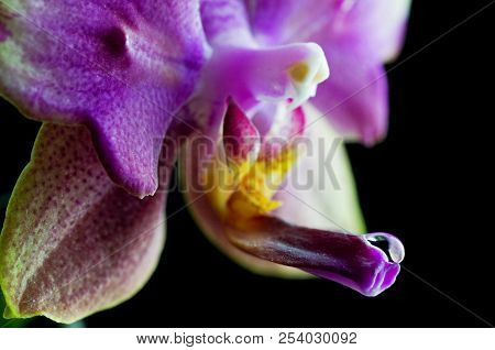 Macro Of Water Drop On Beautiful Orchid