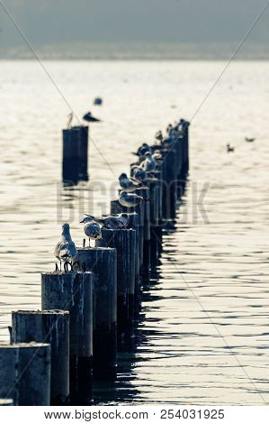 Seagulls Sitting On The Pier Pillars In The Adriatic Sea