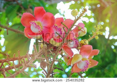 Beautiful In Pink Of  Cannonball Flower (call Sal Flower In Thai)  With Background Green. Selective 