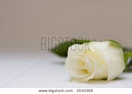Rosa blanca