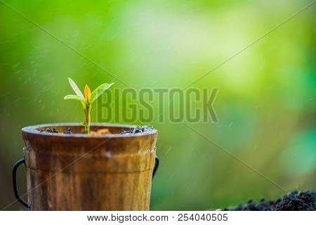 Small Plant Growing In The Garden. Fresh Start Of The Day. Save Environment And New Transformation L