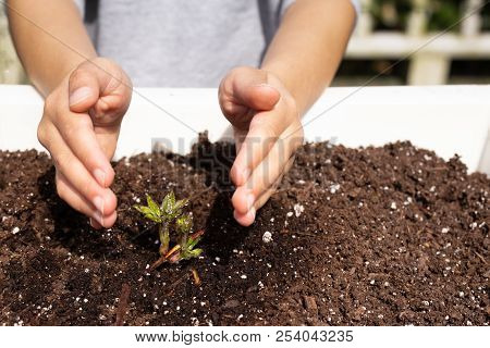 Young Boy Hands Protecting A Nursling Plant In A Tray.