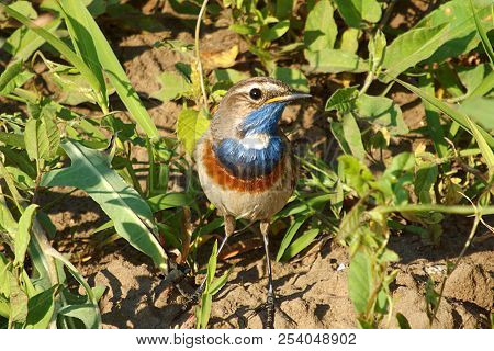 Bluethroat (luscinia Svecica) Walking On The Grasswalking On The Grass