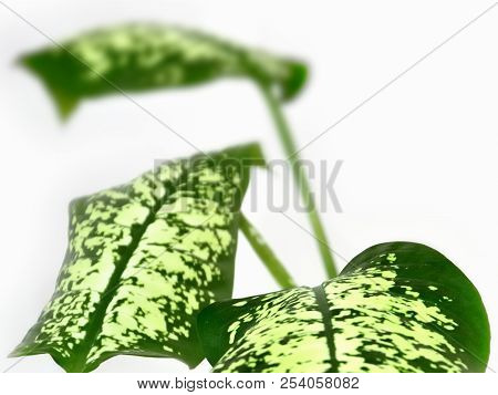 Green Leaves Of Plant Diffenbachia On White Background Toned.