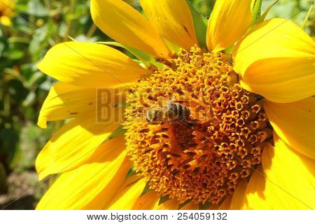 Bee On A Flower Of A Sunflower.
A Little Bit - Intimate Images.