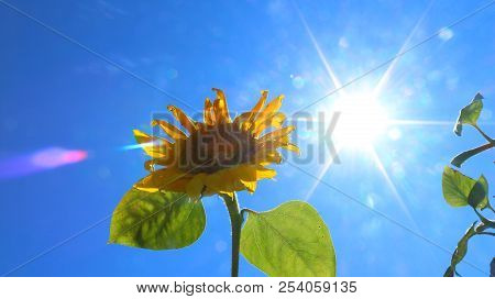 Two Suns Sunflower And Sun. Nature And Sky