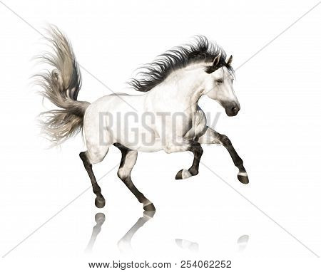 White Andalusian Horse With Black Legs And Mane Galloping Isolated On White Background