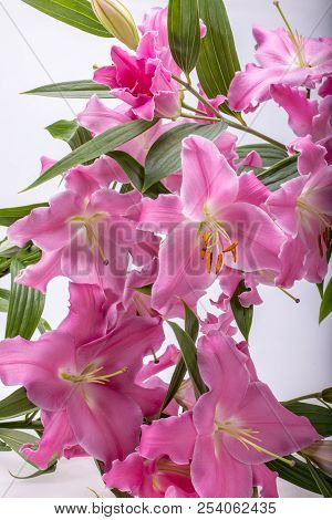 Close-up Of Pink Liles Flowers.  Common Names For Species In This Genus Include Fairy Lily Rainflowe