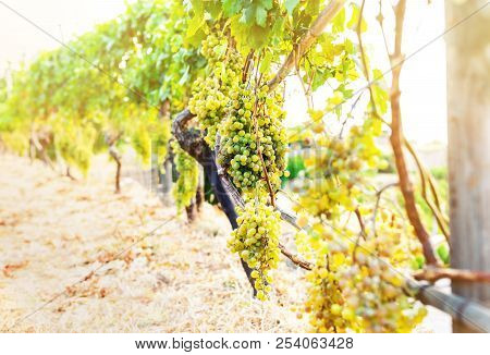 Close-up Of Bunch Of Grapes Hanging On Vine In Golden Sunlight