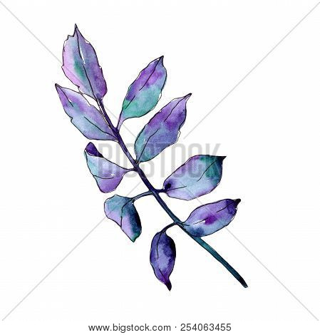 Green Ash Leaves. Leaf Plant Botanical Garden Floral Foliage. Isolated Illustration Element.