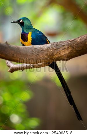 Golden Breasted Starling, Cosmopsarus Regius, Glossy Starling Sitting On The Tree Branch. Beautiful 