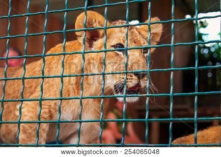 Small Lion In The Cage. The Majestic King Of Beasts.