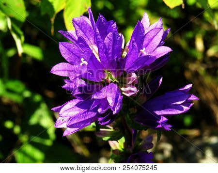 Purple violet campanulate flowers sun lighted closeup