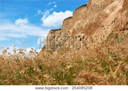 wildflowers on high coast by the sea, beautiful coastal landscape, travel concept