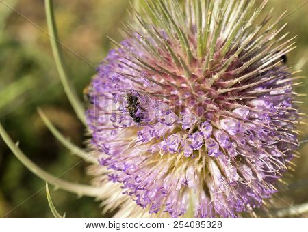 Macro Bee Pollinating Detail Extracting Pollen From A Thistle In Springtime Bugs, Insect