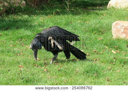 Abyssinian Ground Hornbill (scientific Name: Bucorvus Abyssinicus) Also Known As The Northern Ground
