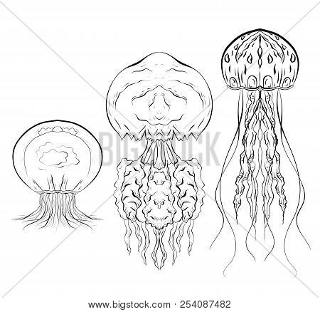 Set Of Contour Black And White Illustrations Of Jellyfishes. The Object Is Separate From The Backgro