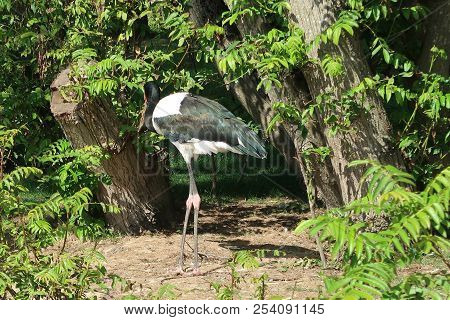 Photography Of A Saddle-billed Stork (scientific Name: Ephippiorhynchus Senegalensis)