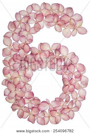 Arabic Numeral 6, Six, From Flowers Of Hydrangea, Isolated On White Background