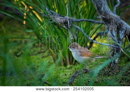 Eurasian Reed Warbler Or Acrocephalus Scirpaceus Close.