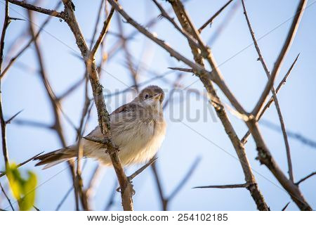 Eurasian Reed Warbler Or Acrocephalus Scirpaceus Close.