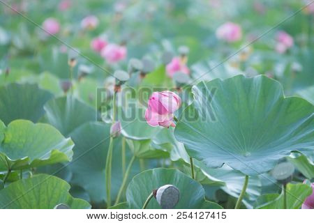 Lots Of Lotus Bushes In A Pond