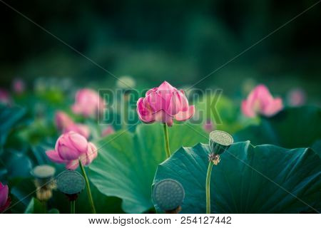 Lots Of Lotus Bushes In A Pond
