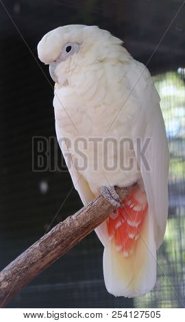 Long-billed Corella (scientific Name: Cacatua Tenuirostris) Also Known As Slender-billed Corella