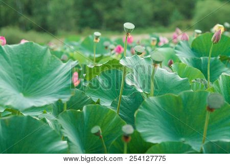 Lots Of Lotus Bushes In A Pond