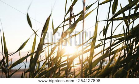 Rays Of The Sun Make Their Way Through The Grass At Sunset. The Grass Is Shaking On The Sea Closeup.
