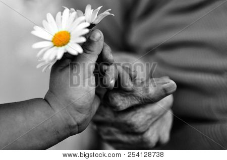 Baby Hand Gives Chamomile For Older Woman On Holiday. 1 Year And 90 Years.black And White Photo