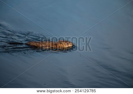 Gray Otter Floats On The Smooth Water Of The Pond In The Park