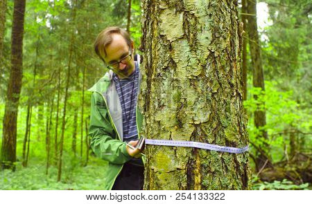 The Ecologist In A Forest Measuring A Tree Trunk