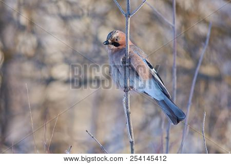 Eurasian Jay (garrulus Glandarius) Sits On A Branch Covered With Ice Crystals, On A Beautiful Forest