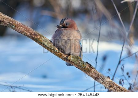 Close-up Of Eurasian Jay (garrulus Glandarius) Sitting On A Branch With A Lichen On A Soft Backgroun