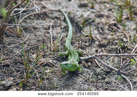 Green Sand Lizard (lacerta Agilis) Sheds Old Skin (old Skin Hanging Rags On Shoulders) And Heats Him