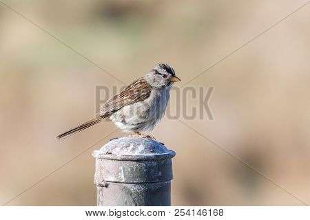 White Crowned Sparrow Blackie Spit Park, Vancouver Bc Canada