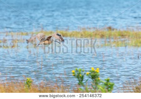 Long Billed Curlew