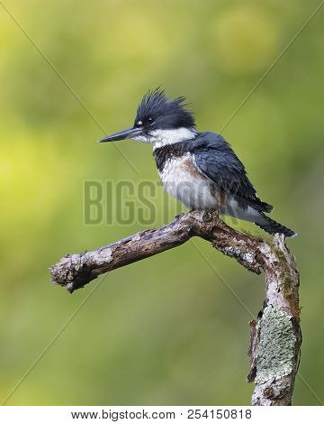 Juvenile Belted Kingfisher (megaceryle Alcyon) Perched On A Dead Branch Overlooking A River - Ontari
