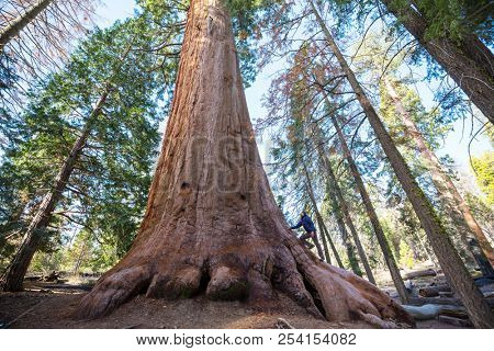 Sequoias forest in summer season