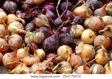 Freshly Harvested Red And Yellow Onions With Dry And Brittle Outer Scales Left To Dry On Warm Summer