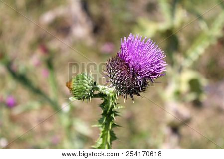 Greater Burdock Or Arctium Lappa Or Edible Burdock Or Lappa Or Gobo Or Beggars Buttons Or Thorny Bur